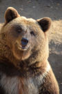 Brown Bear Checking You Out Journal: 150 page lined notebook/diary