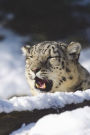 Snow Leopard in a Snow Drift Journal: 150 page lined notebook/diary