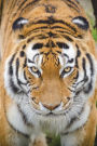 What's Up, Tiger? Journal: 150 page lined notebook/diary