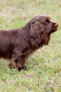 Sussex Spaniel: Artified Pets Journal/Notebook/Diary, 160 Pages with Wraparound Cover Image