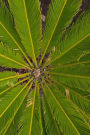 Green Leaves Journal