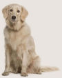 Golden Retriever: Artified Pets Journal/Notebook/Diary, 160 Lined Pages