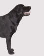 Labrador Retriever: Artified Pets Black Lab Journal/Notebook/Diary, Wraparound Cover Image