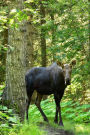 Moose Journal