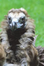 Hooded Vulture Portrait Journal: 150 page lined notebook/diary