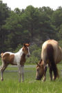 Grazing Mare and her Foal: Mama and Baby Horse Journal: 150 Page Lined Notebook/Diary