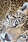 Cool Jaguar Big Cat Extreme Close-Up Journal: 150 Page Lined Notebook/Diary