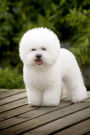 Happy Little White Bichon Frise Dog Journal: 150 Page Lined Notebook/Diary
