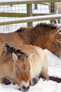 Przewalski's Horse Mongolian Wild Horse in the Snow Journal: 150 Page Lined Notebook/Diary