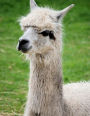 Llamas Are Cute: A Llama Design Notebook/Journal with 150 Lined Pages (8.5 x 11)