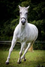 Beautiful Galloping White Horse Journal: 150 Page Lined Notebook/Diary