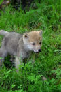 A Young Gray Wolf Pup Portrait Journal: 150 Page Lined Notebook/Diary