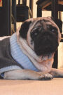 Pug Dog in Silly Outfit Worries About Blackmail Journal: 150 page lined notebook/diary
