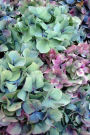 Hydrangeas: Flowers Journal/Notebook/Diary