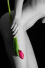 Tulip Pose Journal