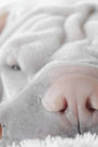 Sweet Face of a Snoozing Shar Pei Puppy Dog Journal: 150 Page Lined Notebook/Diary