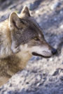 Gorgeous Gray Wolf in Rocky Canyon Journal: 150 Page Lined Notebook/Diary