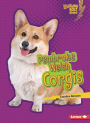 Pembroke Welsh Corgis