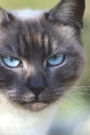 Blue Point Siamese Cat Journal: 150 page lined notebook/diary