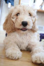 An Adorable Cockapoo Designer Dog Journal: 150 Page Lined Notebook/Diary