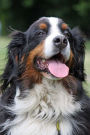 Bernese Mountain Dog Portrait Journal: 150 page lined notebook/diary