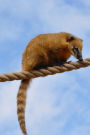 A Cute White Nosed Coati Nasua narica in South America Animal Journal: 150 Page Lined Notebook/Diary