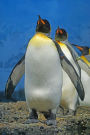 Two King Penguins Walking Together on South George Island Antarctica Journal: 150 Page Lined Notebook/Diary