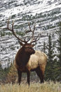 Elk in the Grass Journal: 150 page lined notebook/diary