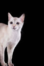 Tonkinese: Artified Pets Cat Journal/Notebook/Diary With Wraparound Image Cover