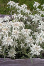 Lovely Edelweiss Leontopodium alpinum Mountain Flower Journal: 150 Page Lined Notebook/Diary