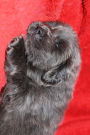 A Tibetan Mastiff Puppy Dog Journal: 150 Page Lined Notebook/Diary