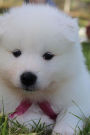 Adorable White German Spitz Puppy Dog Journal: 150 Page Lined Notebook/Diary