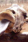 A Funny Baby Giraffe Sticking Out Her Tongue Journal: 150 Page Lined Notebook/Diary