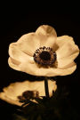 Beautiful White Anemone Flower Isolated on Black Journal: Take Notes, Write Down Memories in this 150 Page Lined Journal