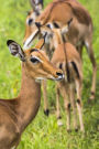 A Herd of Female Impala in the Kalahari Bush Veld Journal: 150 Page Lined Notebook/Diary