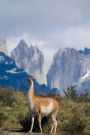 A Guanaco Lama guanicoe Torres del Paine National Park Patagonia Chile Journal: 150 Page Lined Notebook/Diary