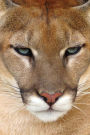 Awesome Mountain Lion is NOT Amused Journal: 150 Page Lined Notebook/Diary