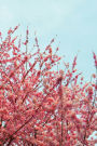 Journal: Blue Sky & Deep Pink Cherry Blossoms (Front & Back Image Cover)
