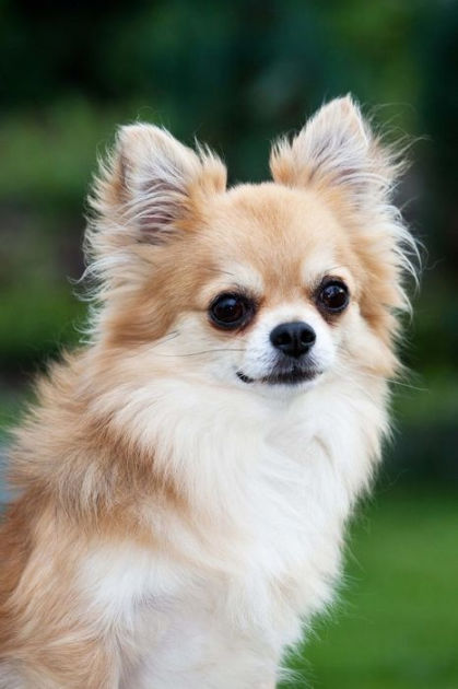 So Cute Fluffy Long Haired Chihuahua Dog Journal 150 Page Lined