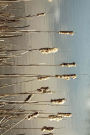 Cattails Bulrush and Reeds on the Shore of the Pond Journal: A Blank Lined Journal For Writing and Note Taking