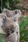 Mama Australian Koala Bear with her Baby Joey Journal: 150 Page Lined Notebook/Diary