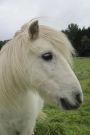 Beautiful White Shetland Pony with a Long Mane Journal: 150 Page Lined Notebook/Diary
