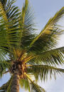 DOT Grid Journal: Blank Book Diary Notebook Palm Tree Cover: 7 x 10 size, 100 pages, perfect for Bullet Journaling!