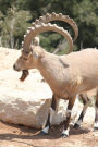 An Ibex on the Lion Ridge in the Alps Journal: 150 Page Lined Notebook/Diary