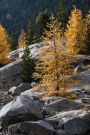 Autumn in the Alps: Gorgeous Yellow Larch Trees Journal: 150 Page Lined Notebook/Diary