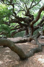 Charming View of the Angel Oak Tree in Charleston South Carolina Journal: 150 Page Lined Notebook/Diary
