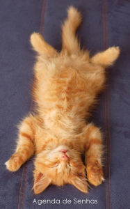 Title: Agenda de Senhas: Agenda para endereï¿½os eletrï¿½nicos e senhas: Capa gatinho ruivo a relaxar - Portuguï¿½s (Brasil), Author: Agendas E Cadernos