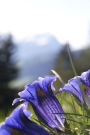 Gentian Blue Alpine Flowers in the Spring Journal: 150 Page Lined Notebook/Diary