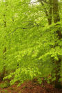 Spring Green Leaves in a Beech Tree Forest Journal: 150 Page Lined Notebook/Diary