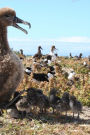 So Cute Baby Albatross Chicks and Their Mother Journal: 150 Page Lined Notebook/Diary
